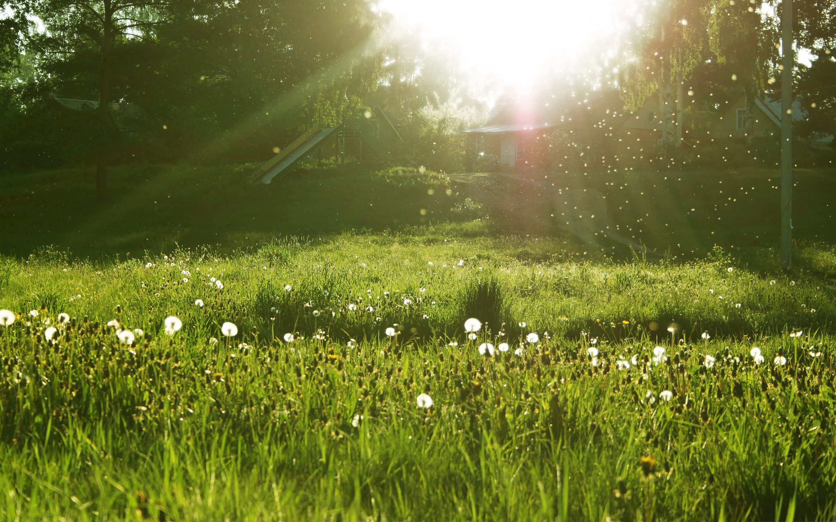 Spring Meadow Wallpapers