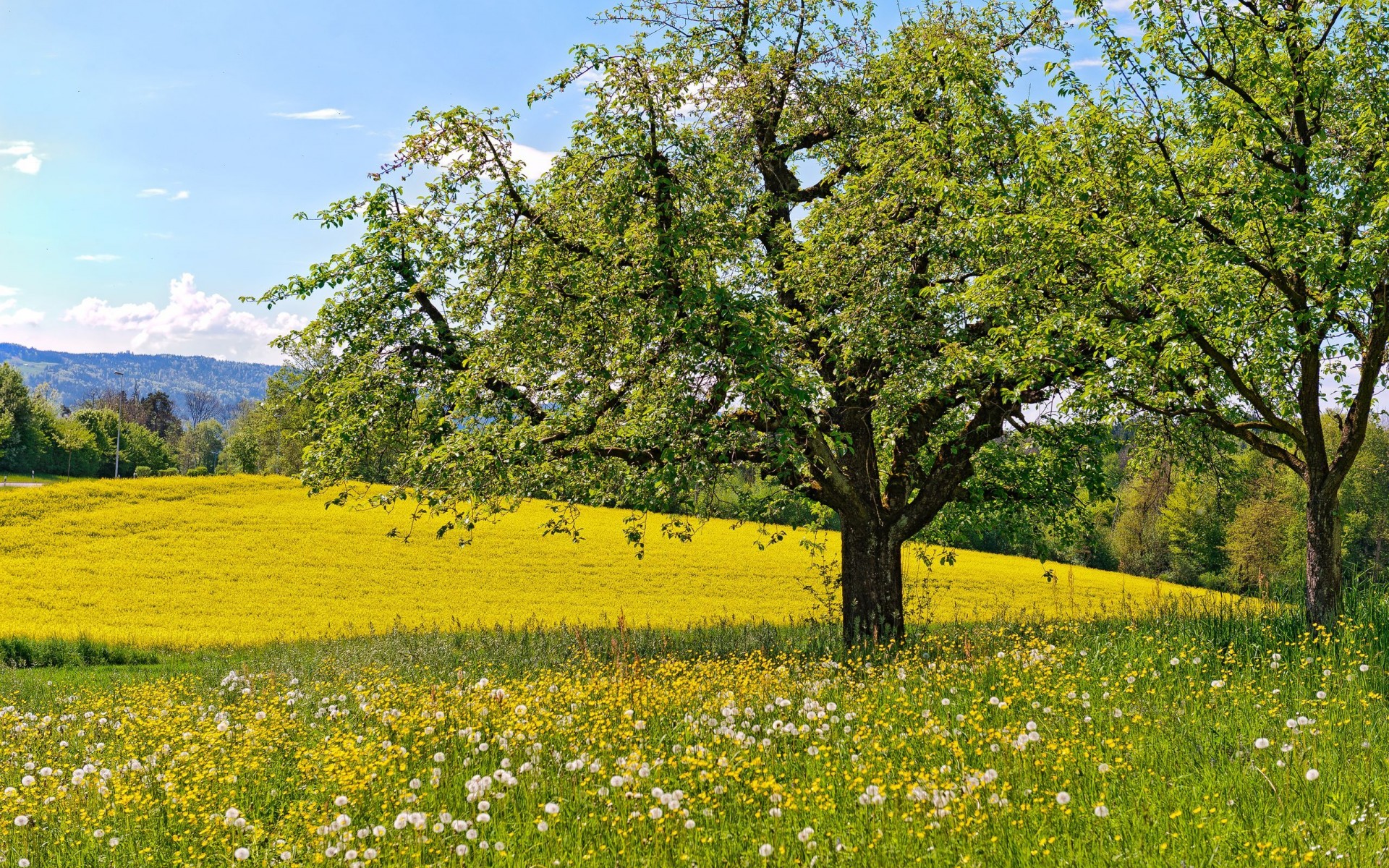 Spring Meadow Wallpapers