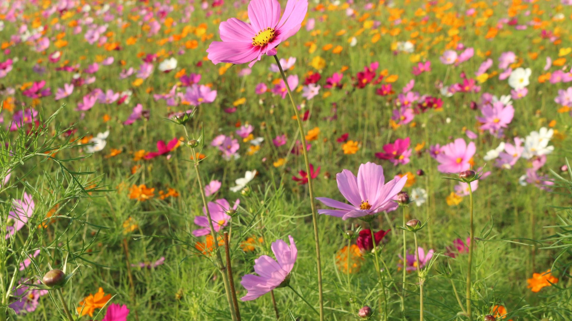 Spring Meadow Wallpapers