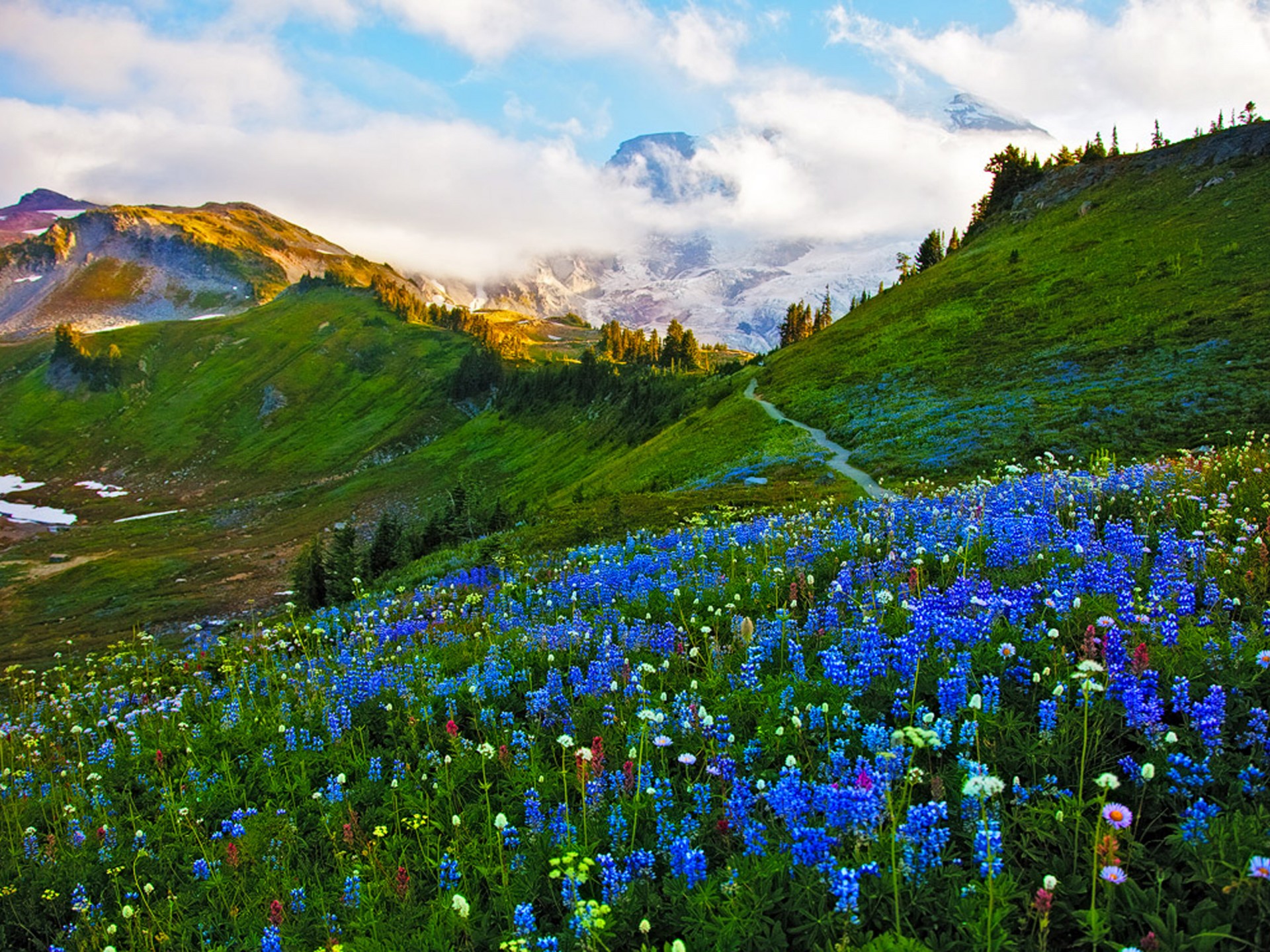 Spring Meadow Wallpapers