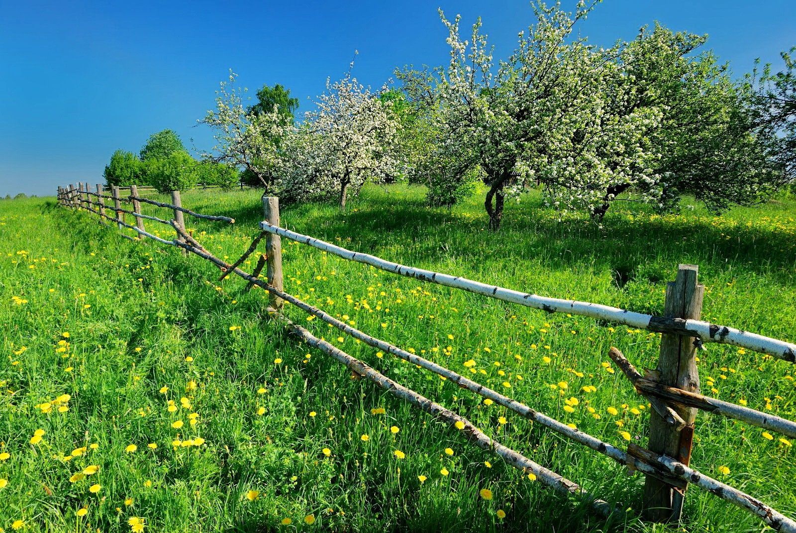 Spring Meadow Wallpapers