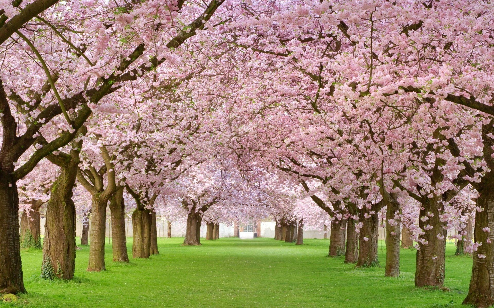 Spring Season Plant Tree Wallpapers