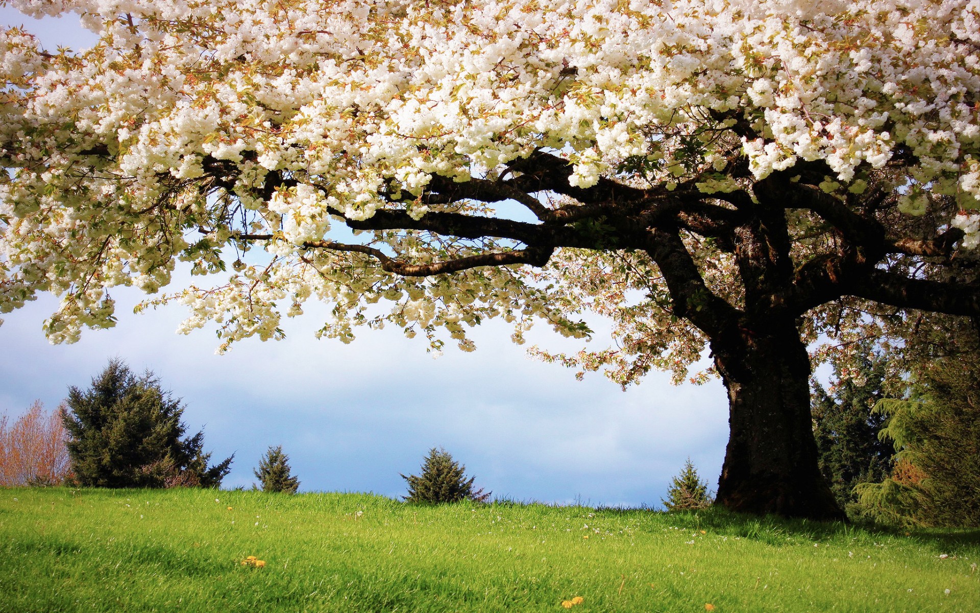 Spring Season Plant Tree Wallpapers