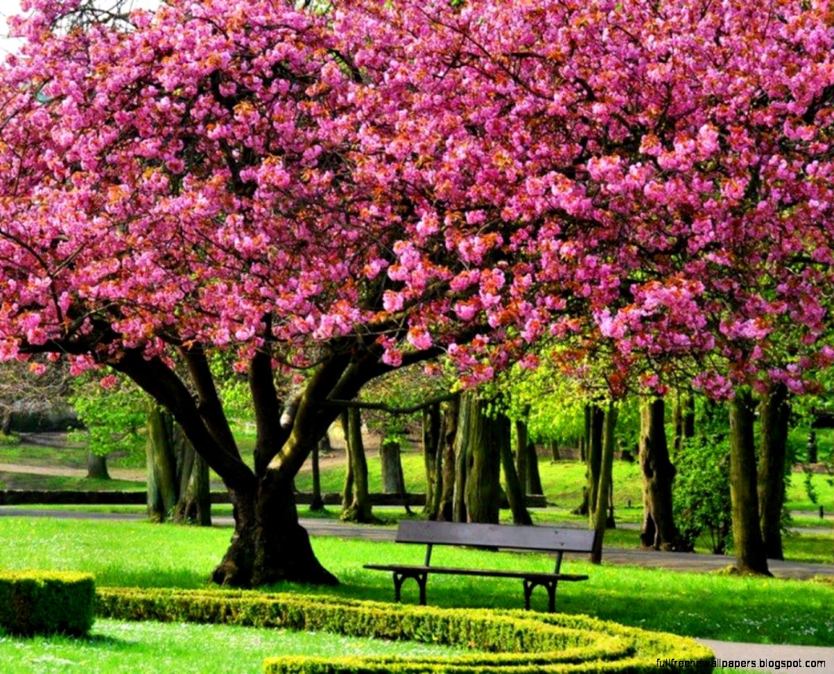 Spring Tree Wallpapers