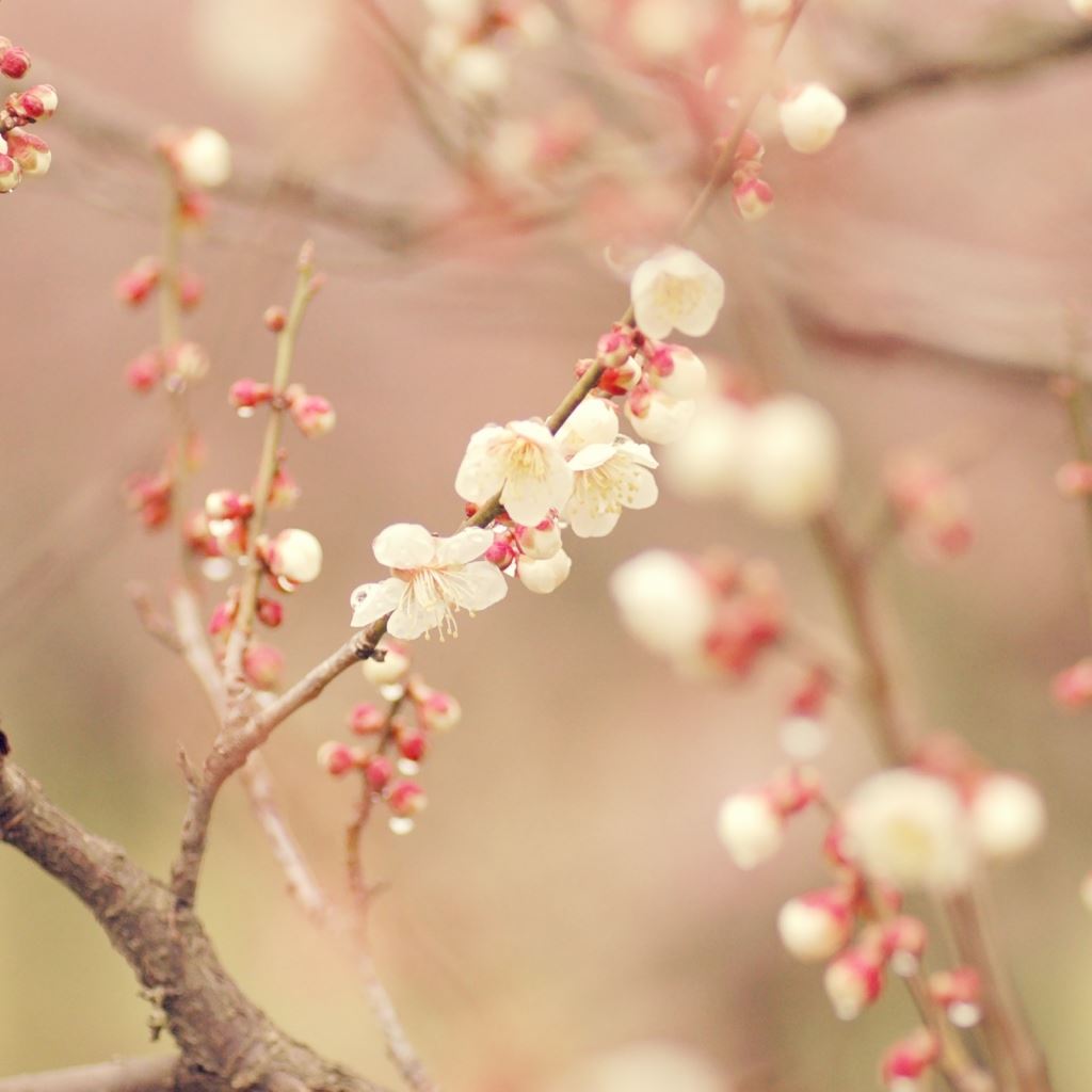 Spring Tree Wallpapers