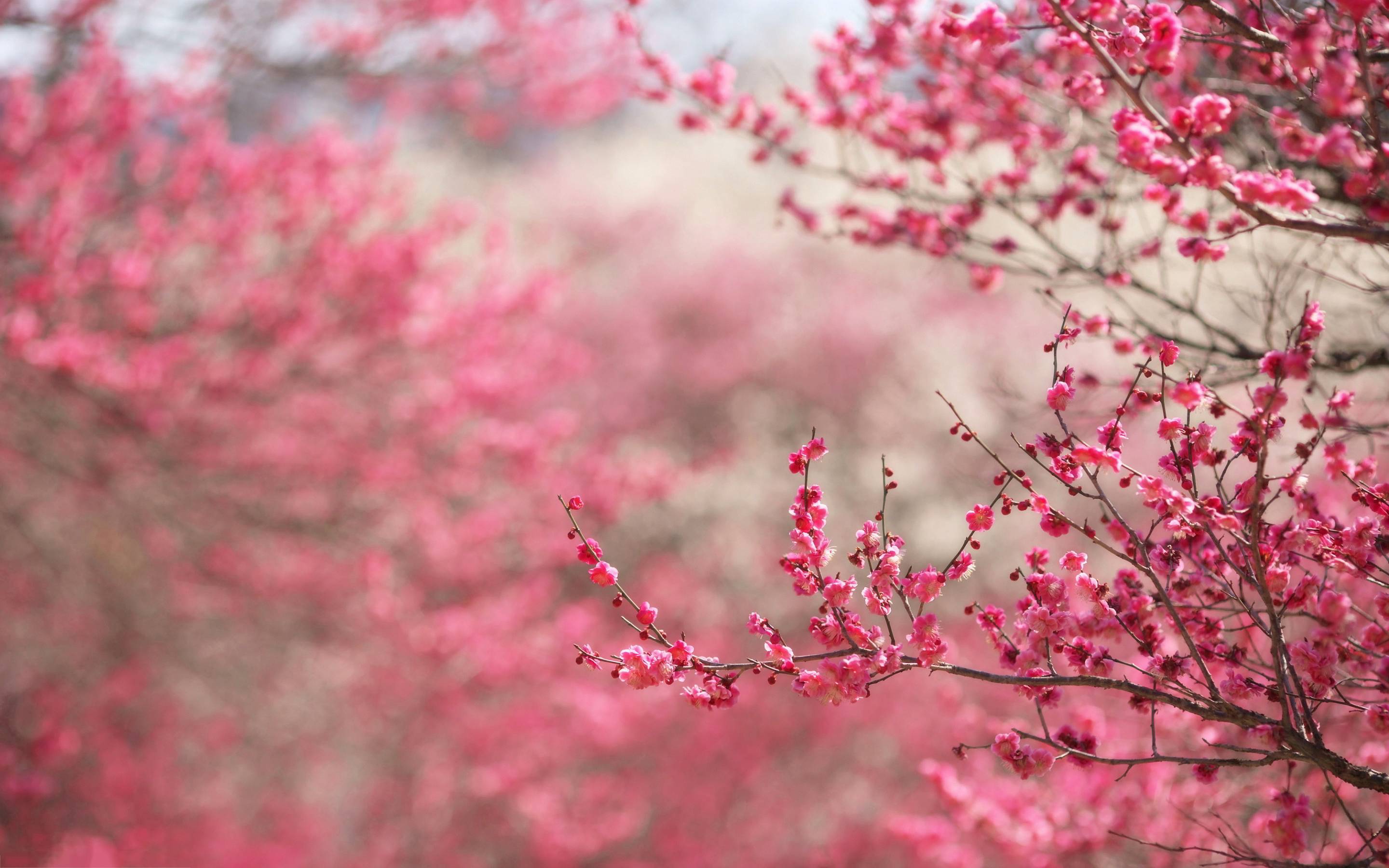 Spring Tree Wallpapers