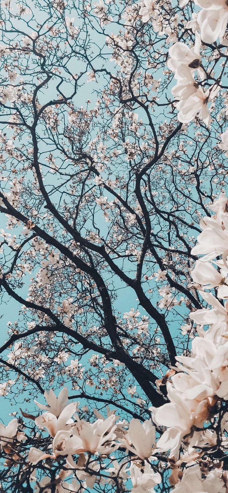 Spring Tumblr Wallpapers