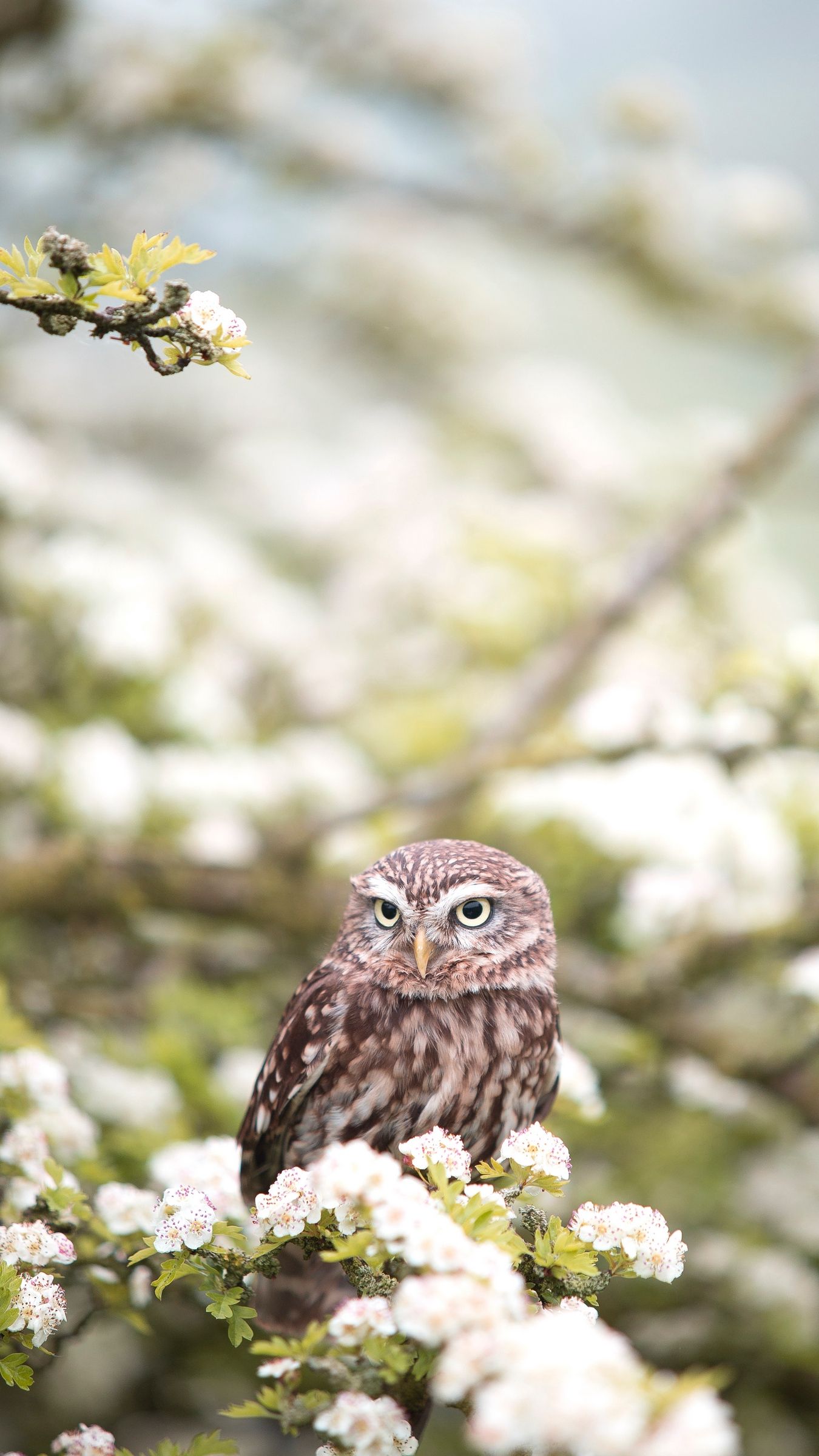 Springtime Owl Wallpapers