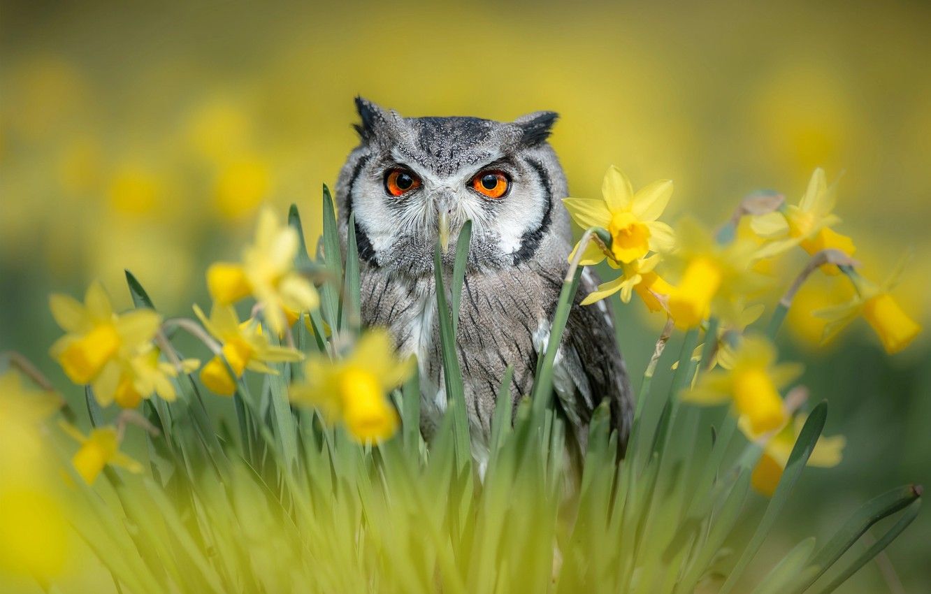 Springtime Owl Wallpapers