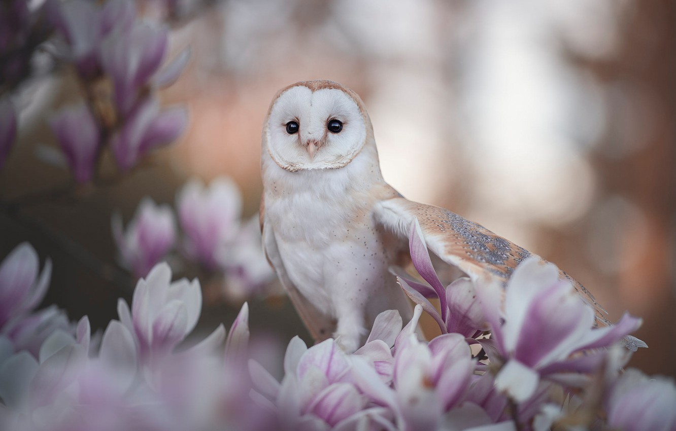 Springtime Owl Wallpapers