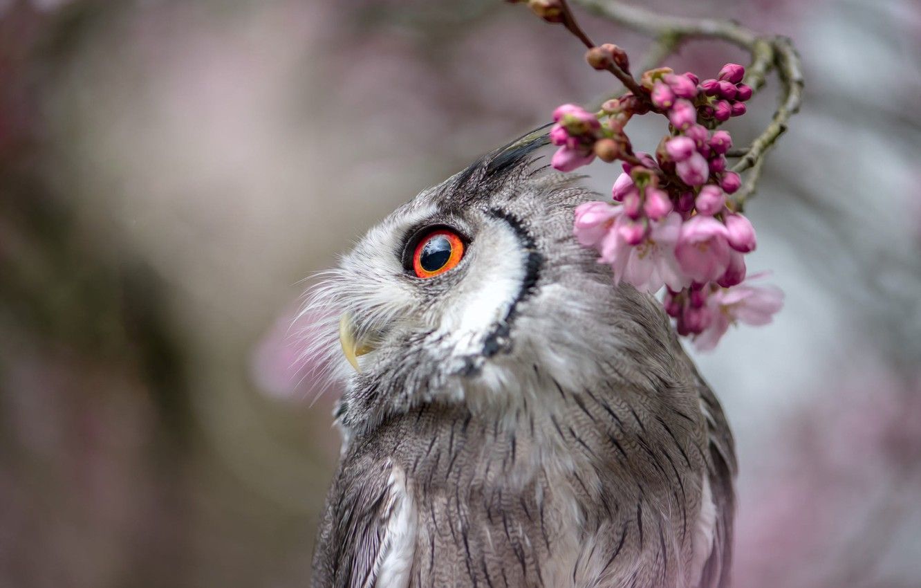 Springtime Owl Wallpapers