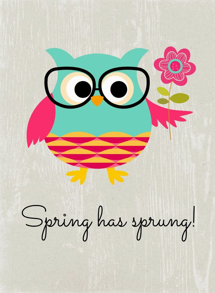 Springtime Owl Wallpapers