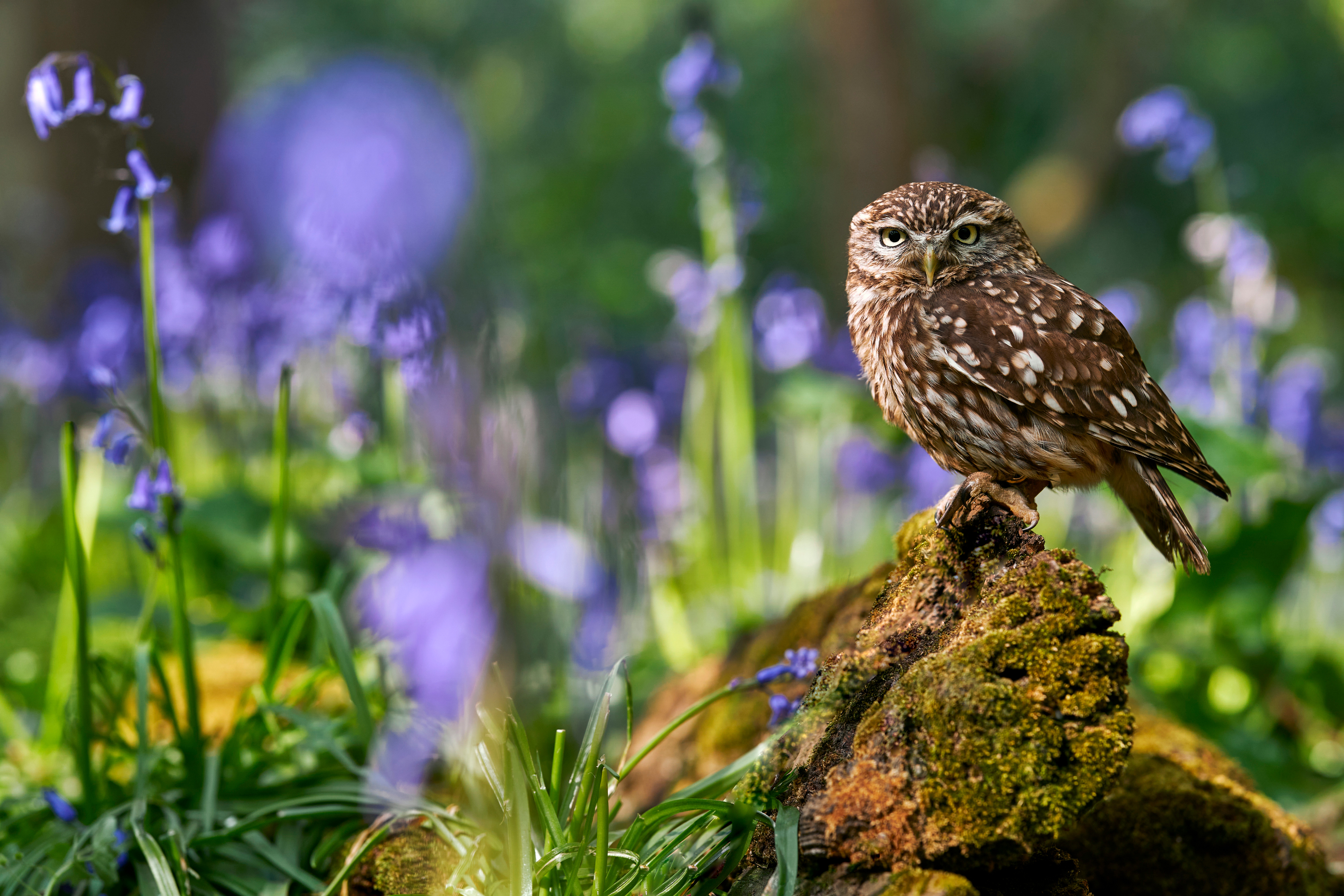 Springtime Owl Wallpapers