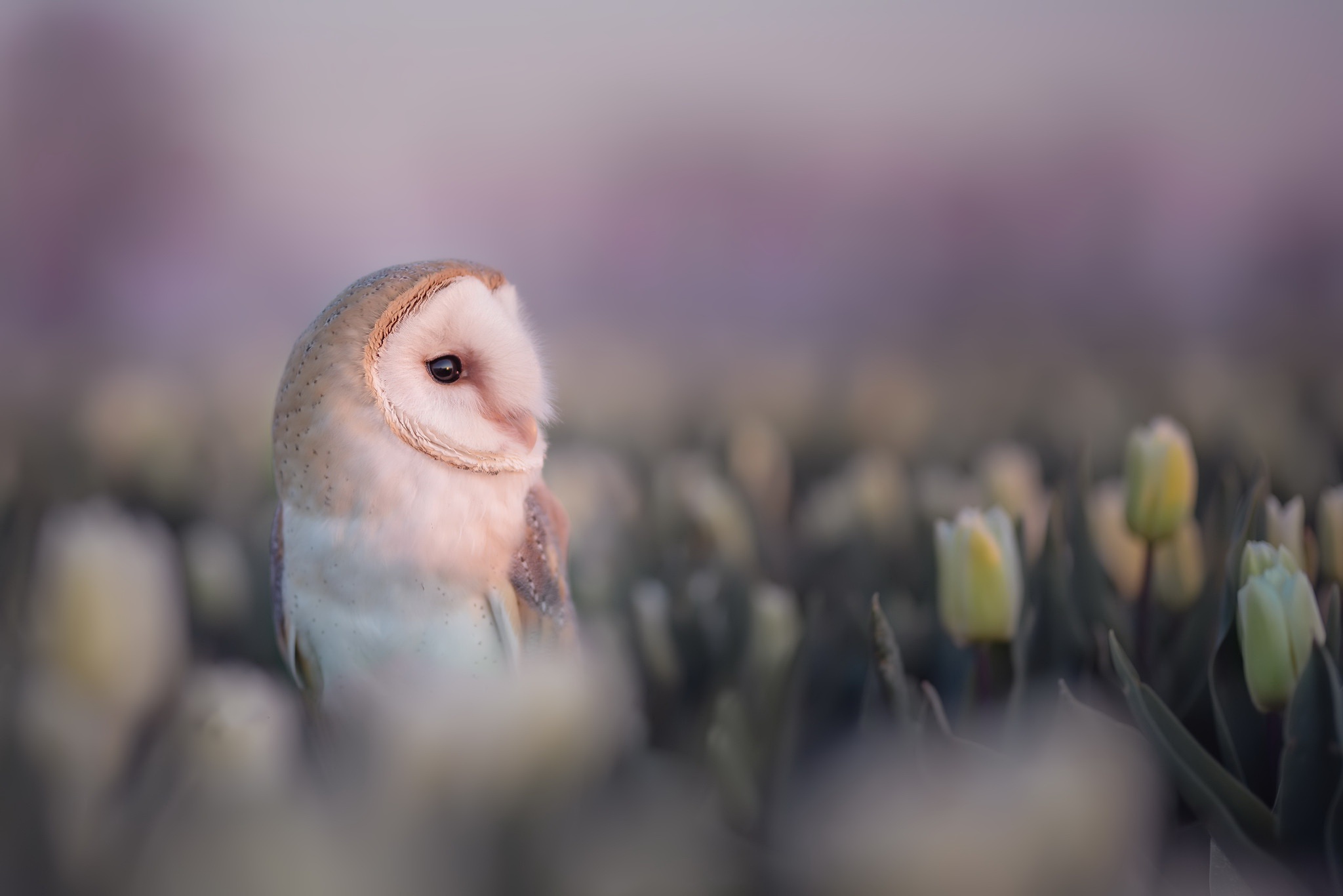 Springtime Owl Wallpapers