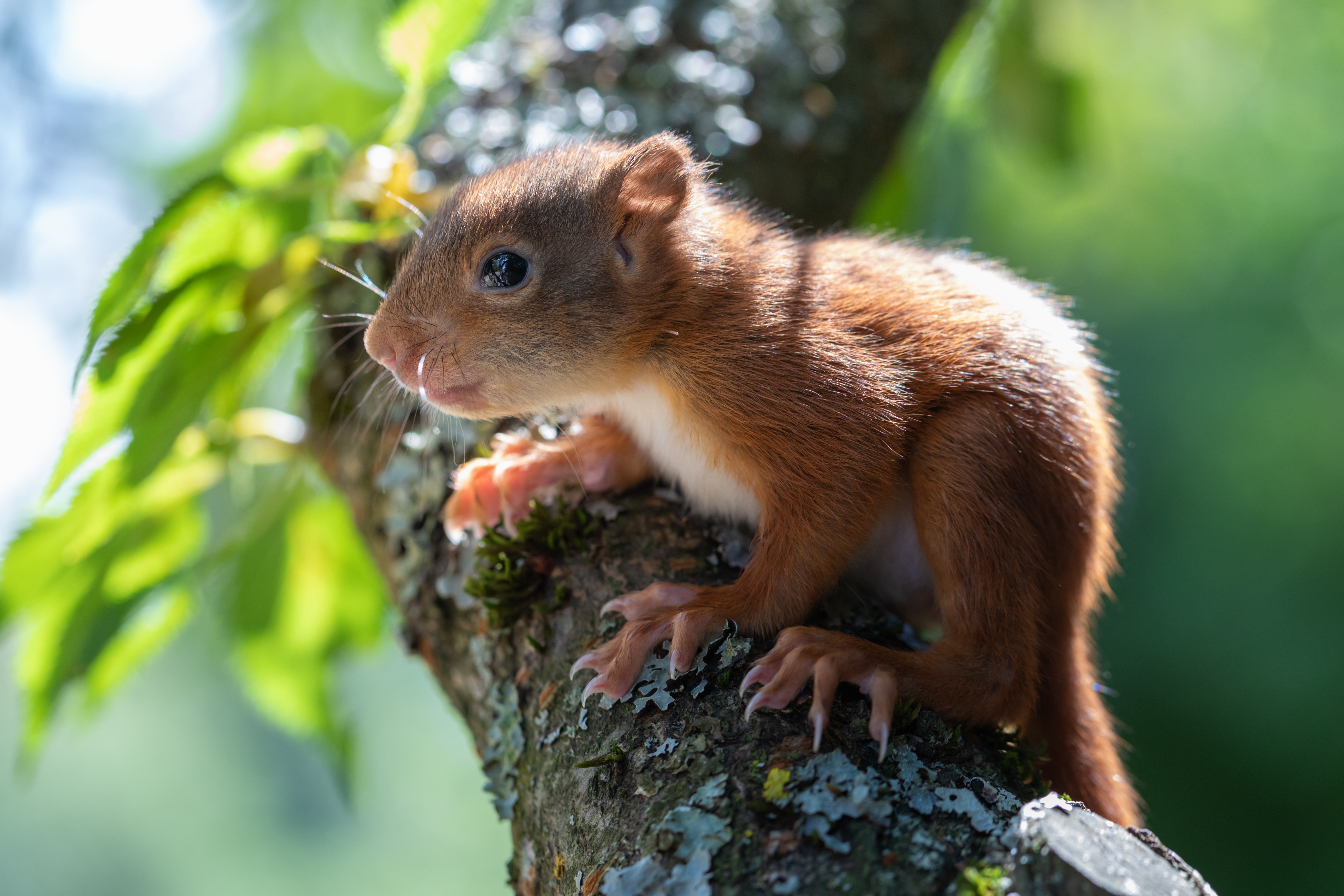 Squirrel Wallpapers