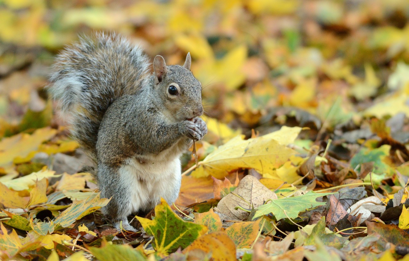 Squirrel Wallpapers