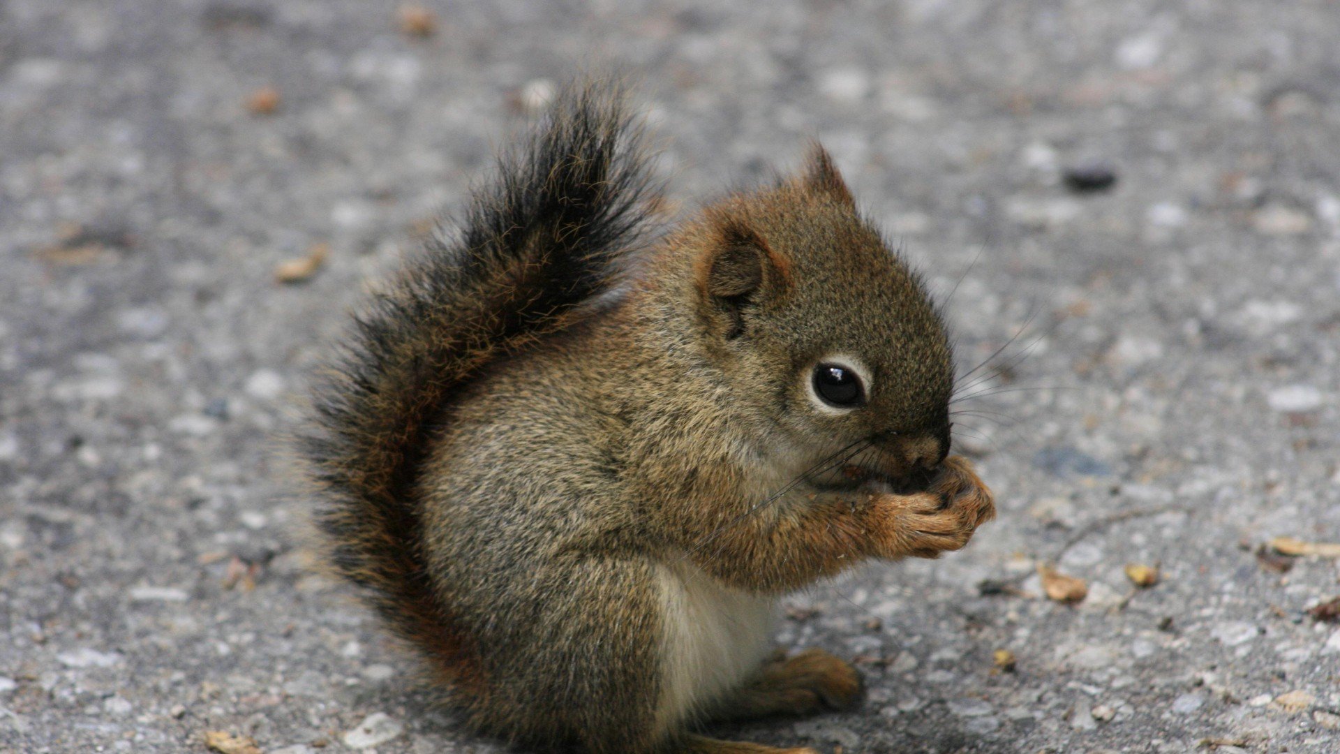 Squirrel Wallpapers