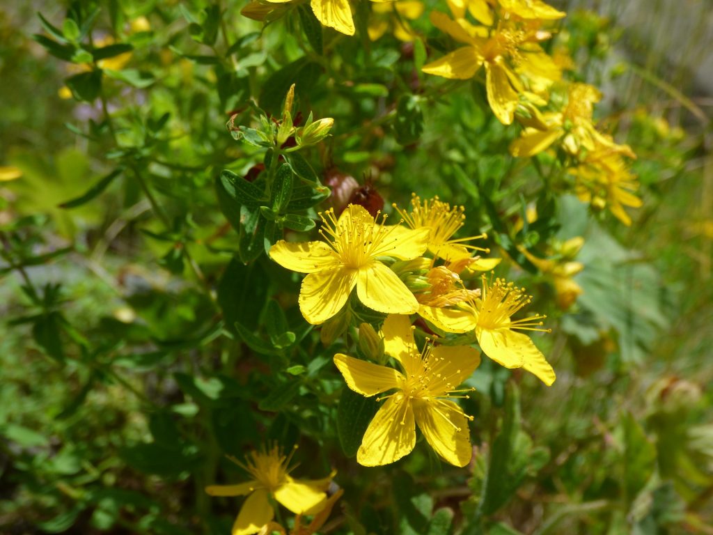 St John'S Wort Wallpapers