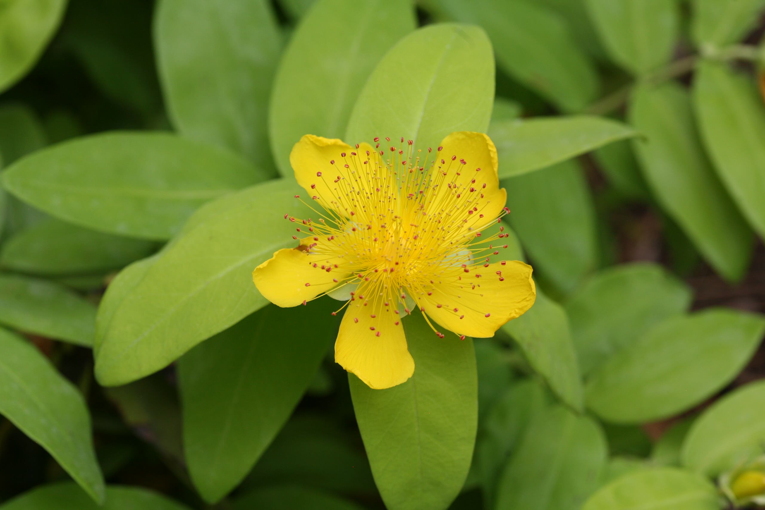 St John'S Wort Wallpapers