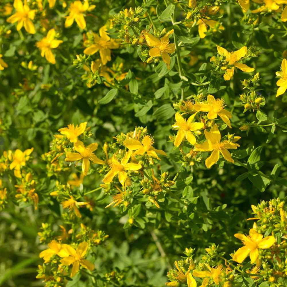 St John'S Wort Wallpapers