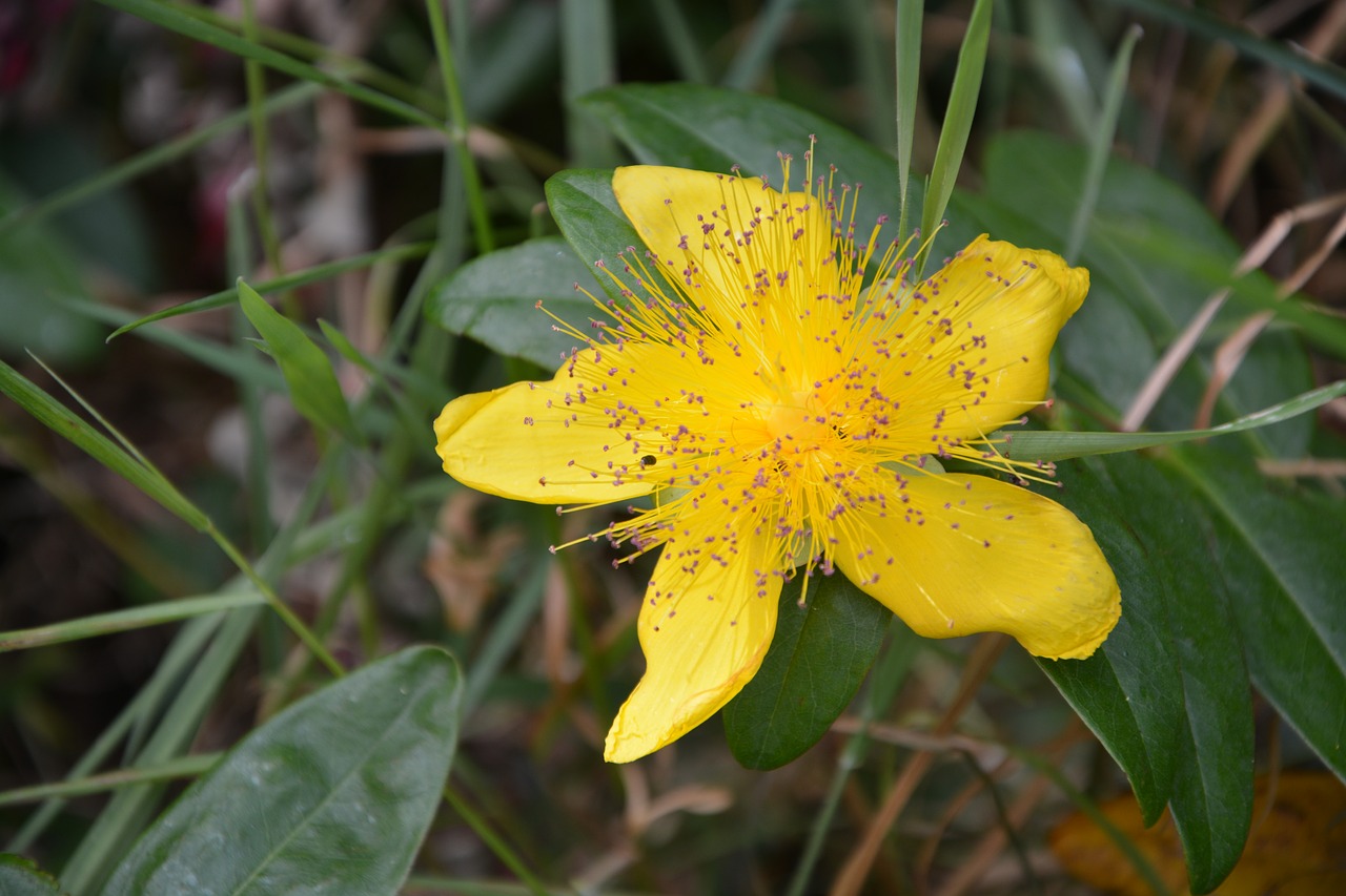 St John'S Wort Wallpapers