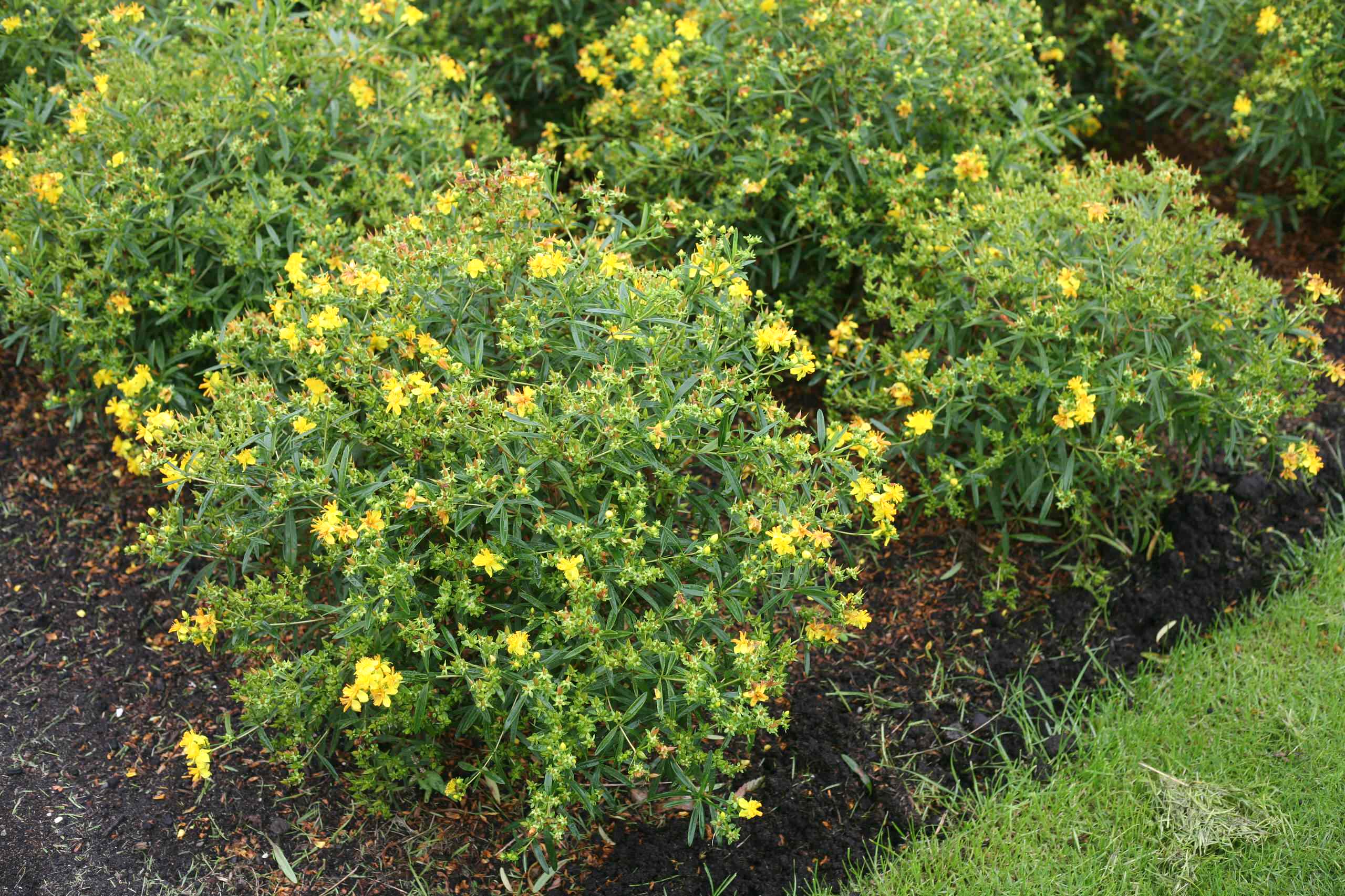 St John'S Wort Wallpapers