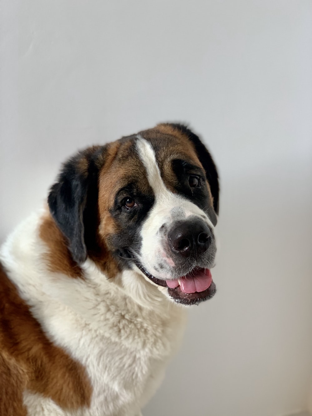 St. Bernard Wallpapers