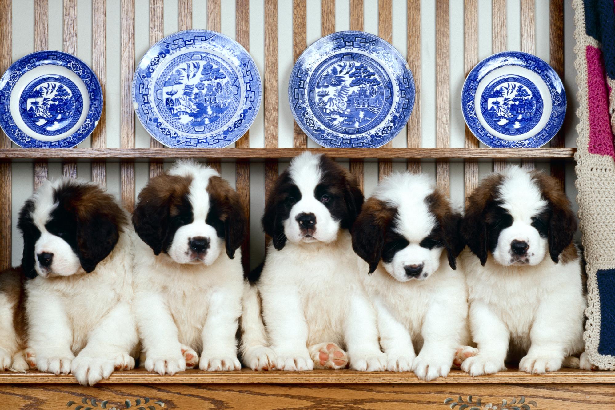 St. Bernard Wallpapers