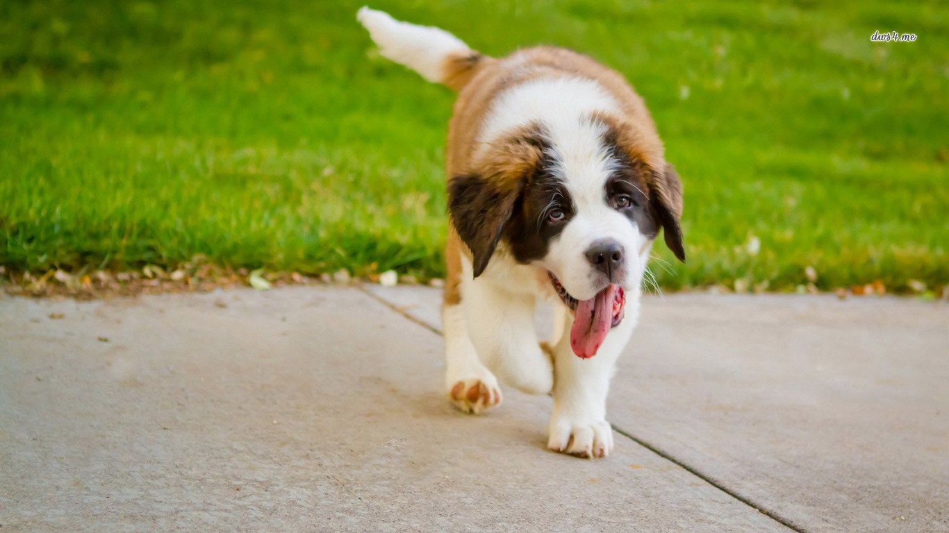 St. Bernard Wallpapers