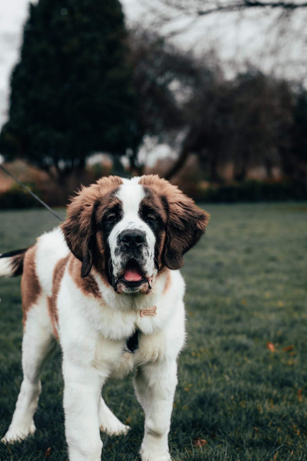 St. Bernard Wallpapers