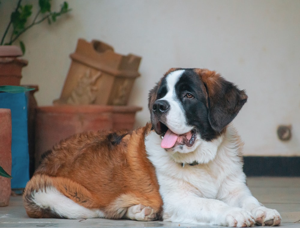 St. Bernard Wallpapers