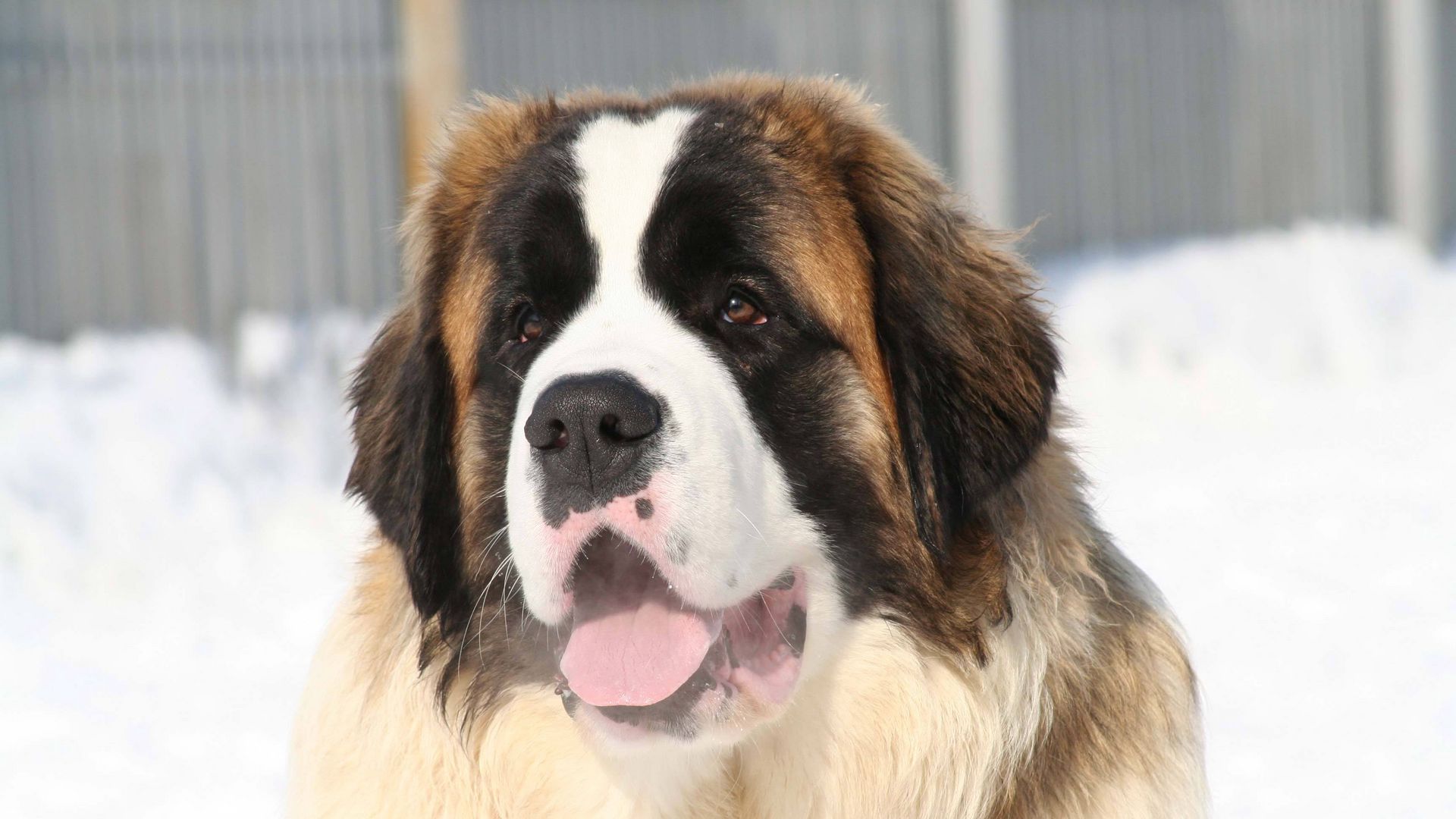 St. Bernard Wallpapers