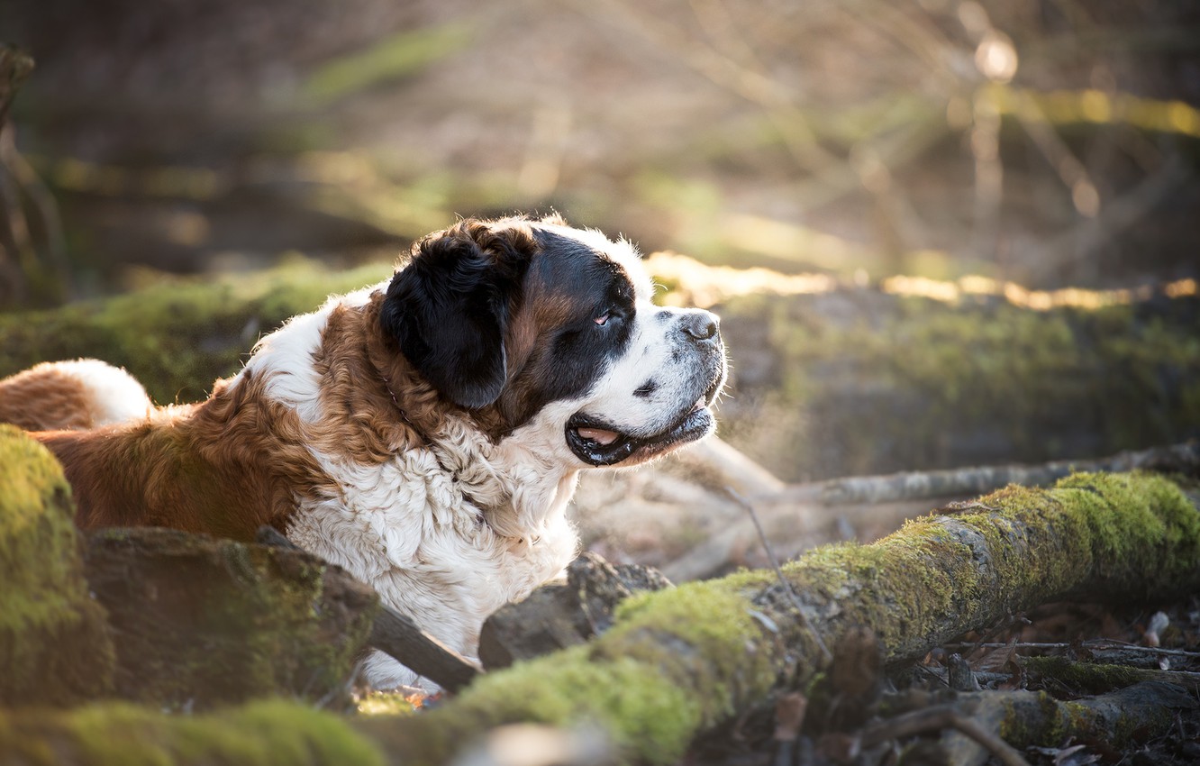 St. Bernard Wallpapers