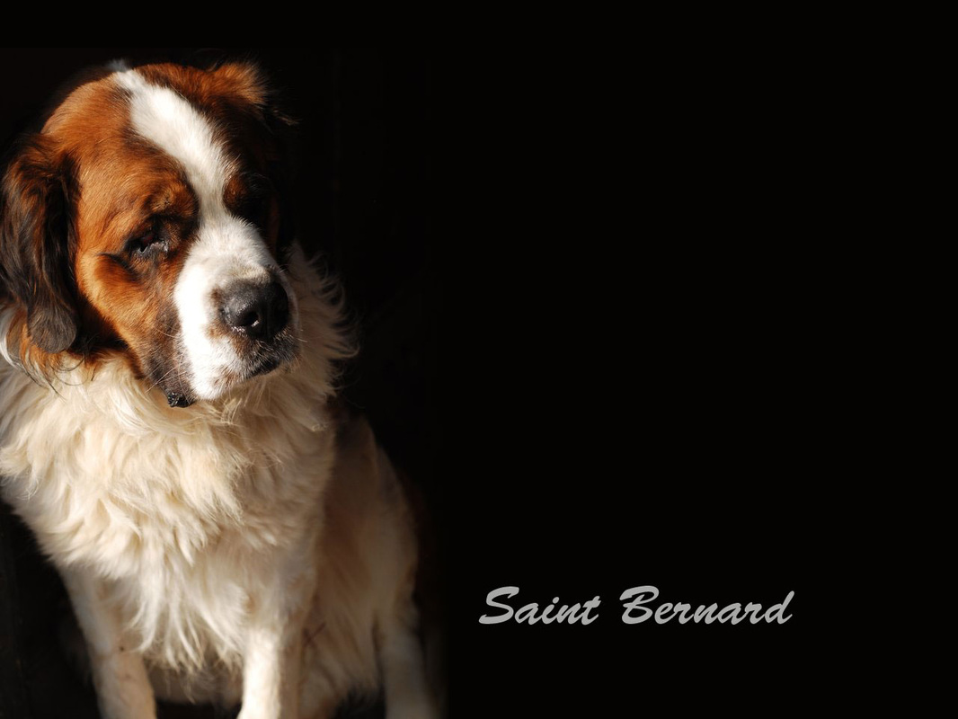 St. Bernard Wallpapers