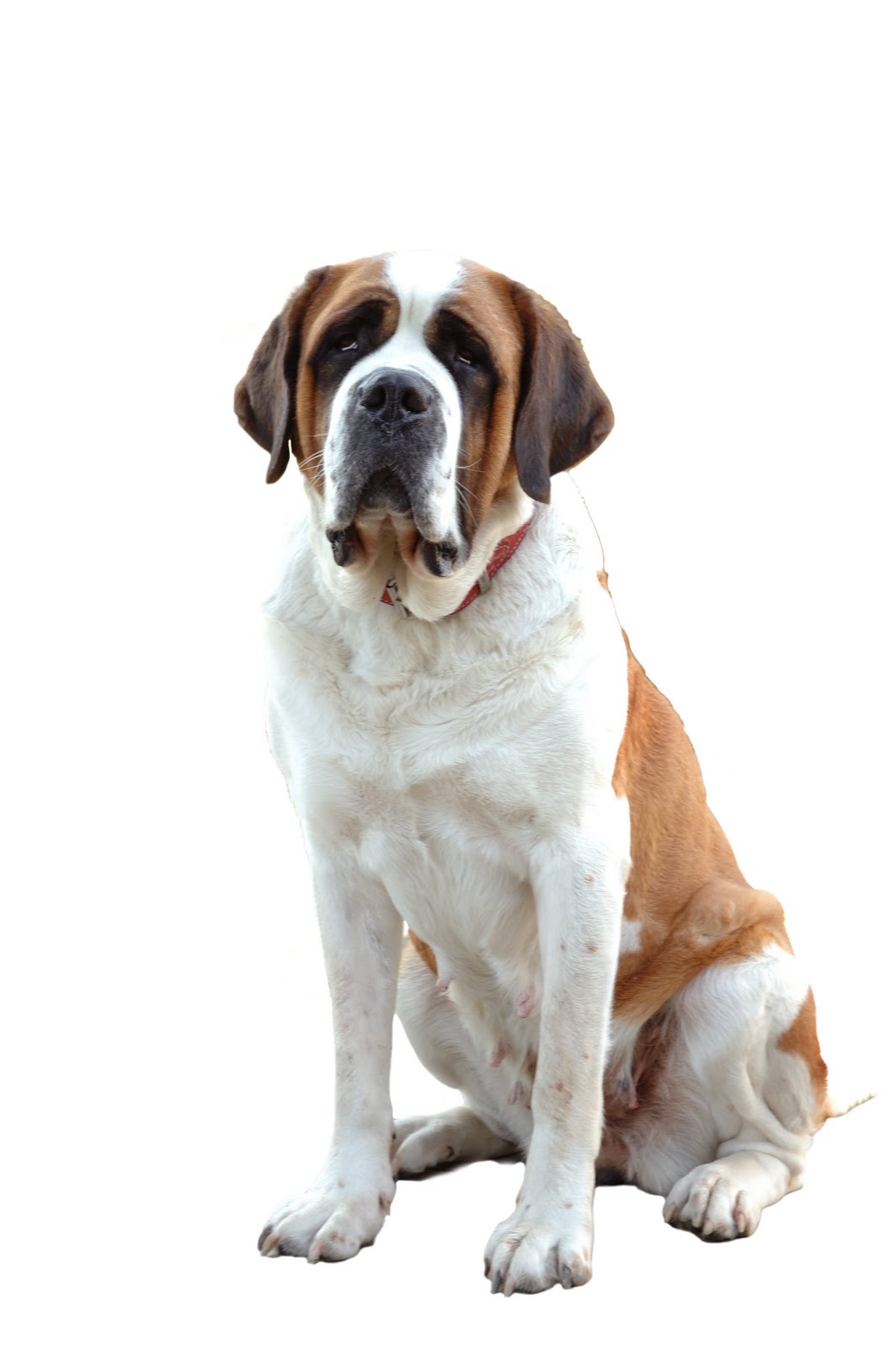 St. Bernard Wallpapers