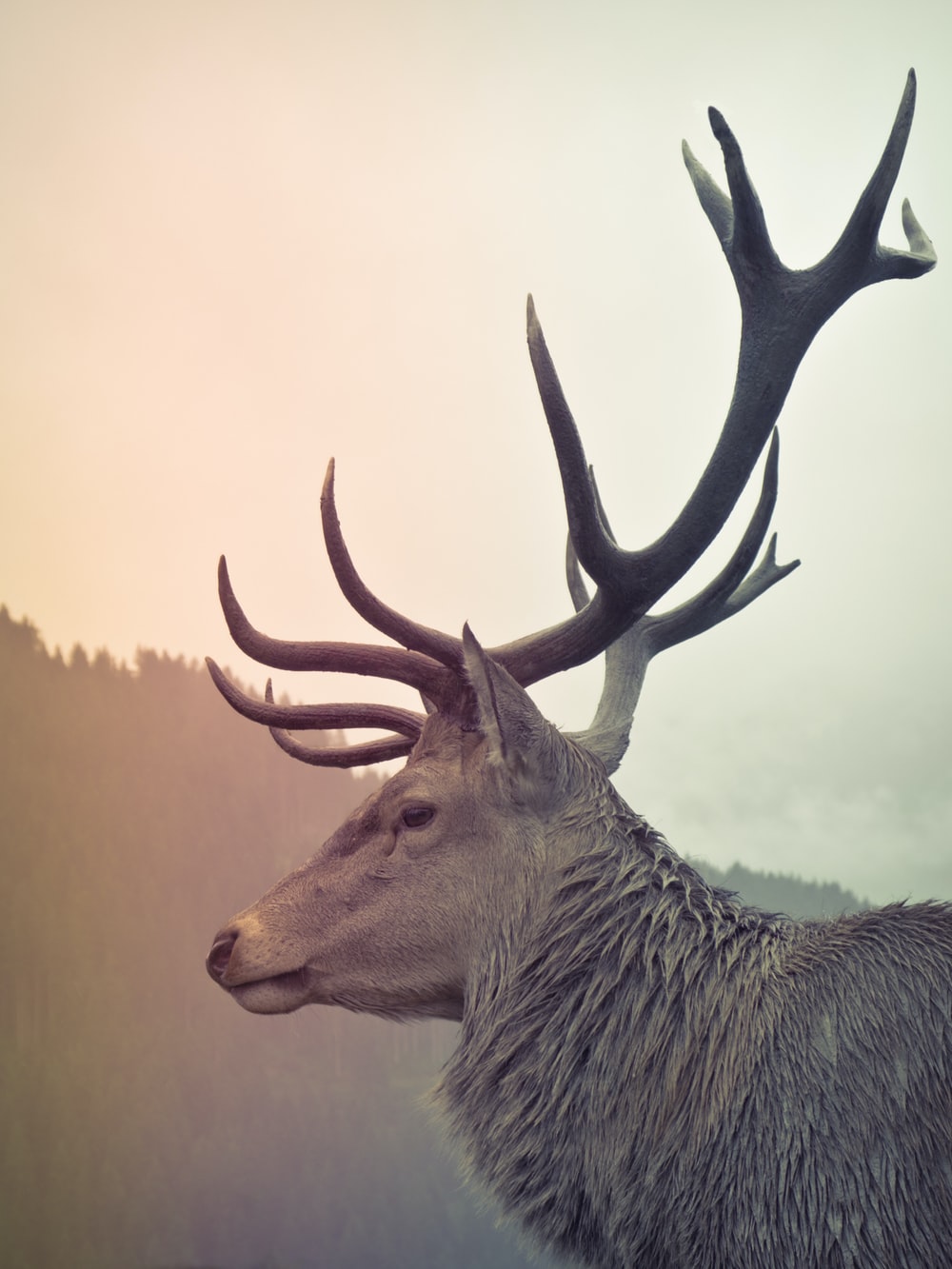 Stag Wallpapers