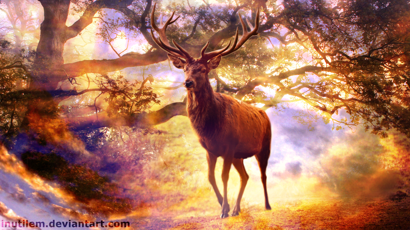 Stag Wallpapers
