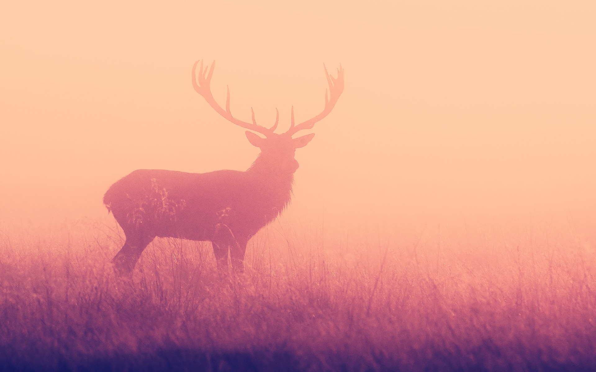 Stag Wallpapers