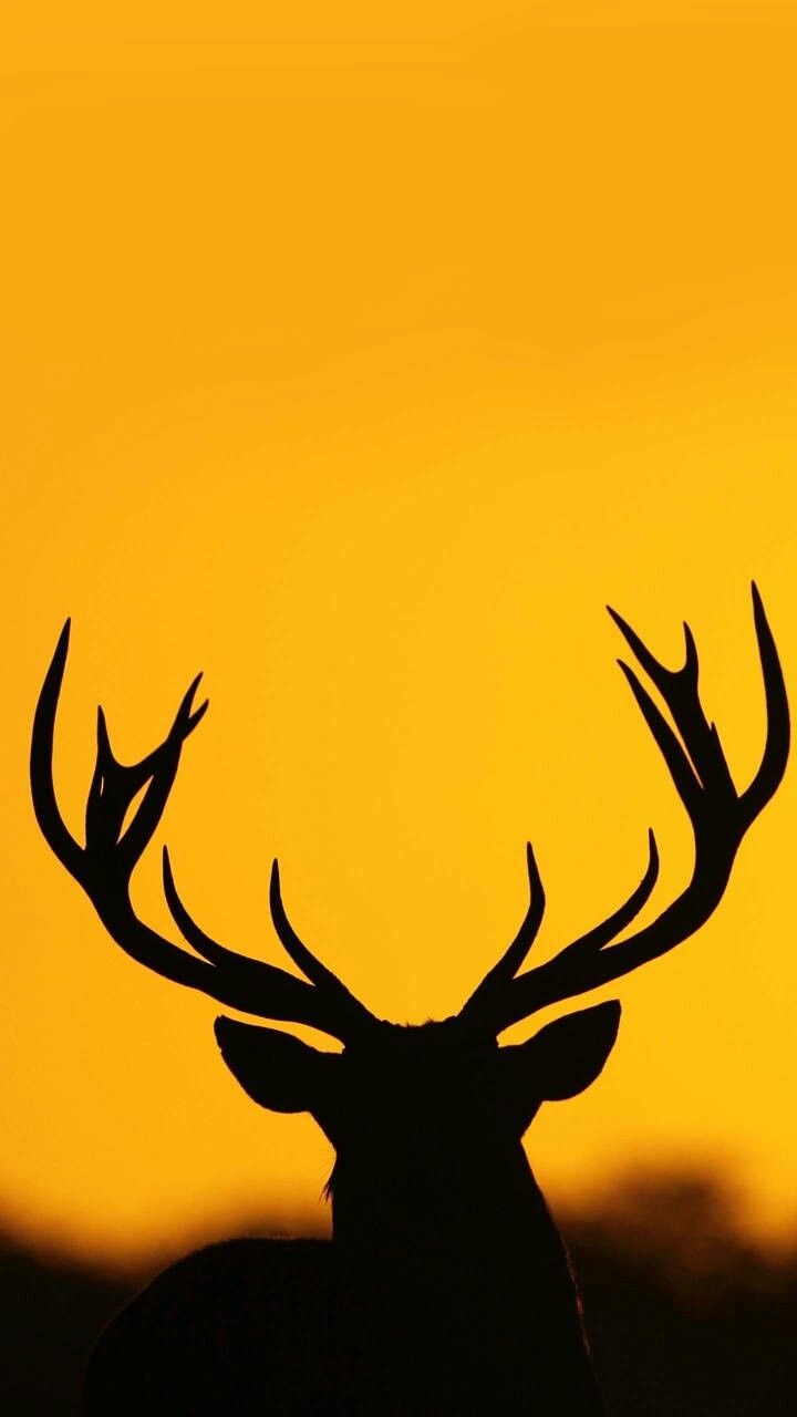 Stag Wallpapers