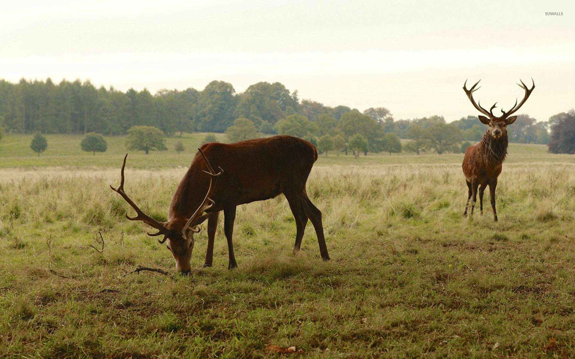 Stag Wallpapers