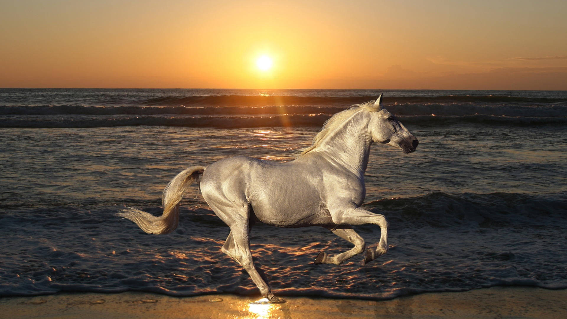 Stallion Wallpapers