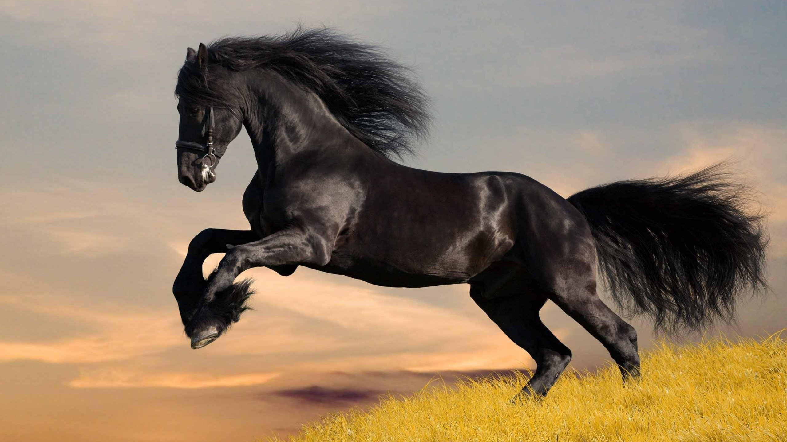 Stallion Wallpapers