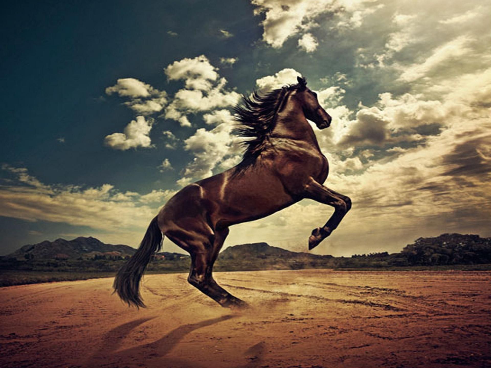 Stallion Wallpapers