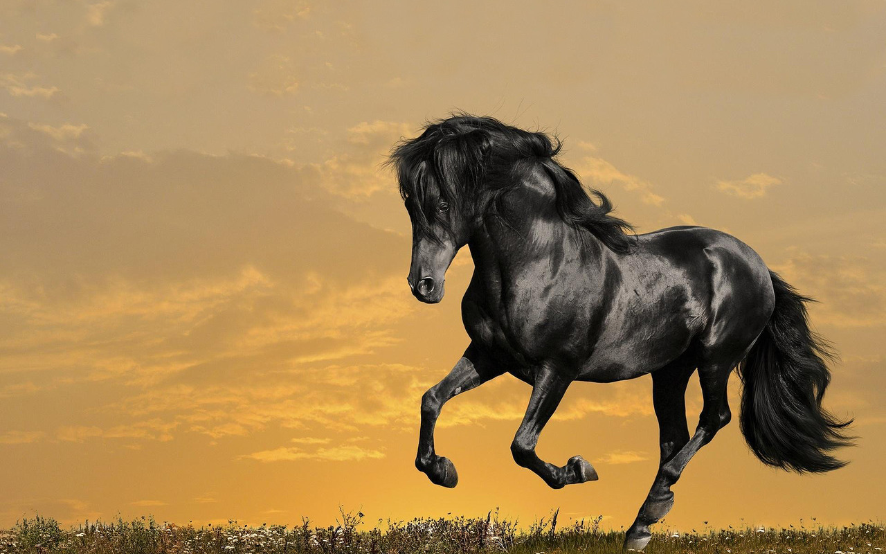 Stallion Wallpapers