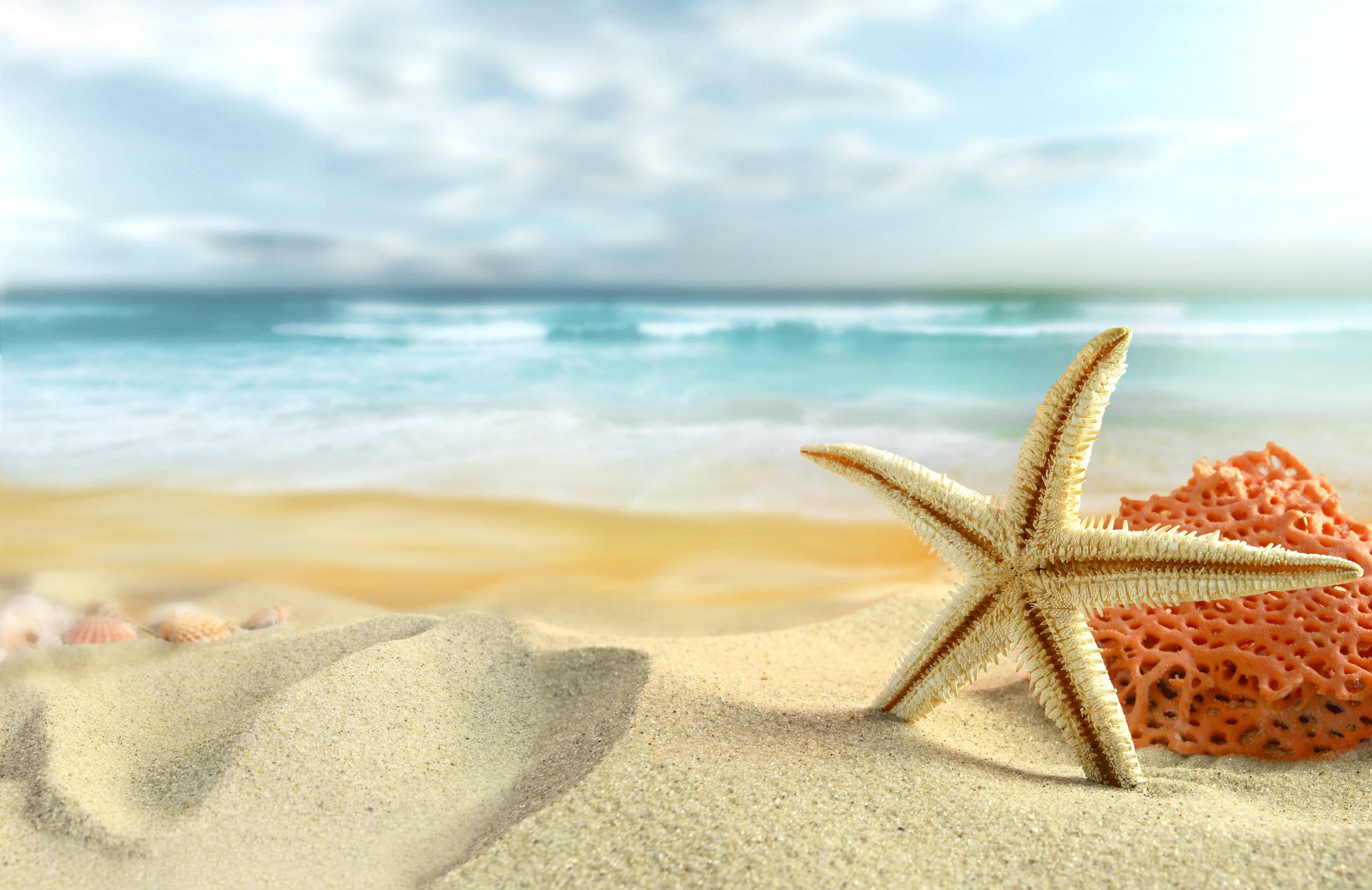 Star Fish Wallpapers