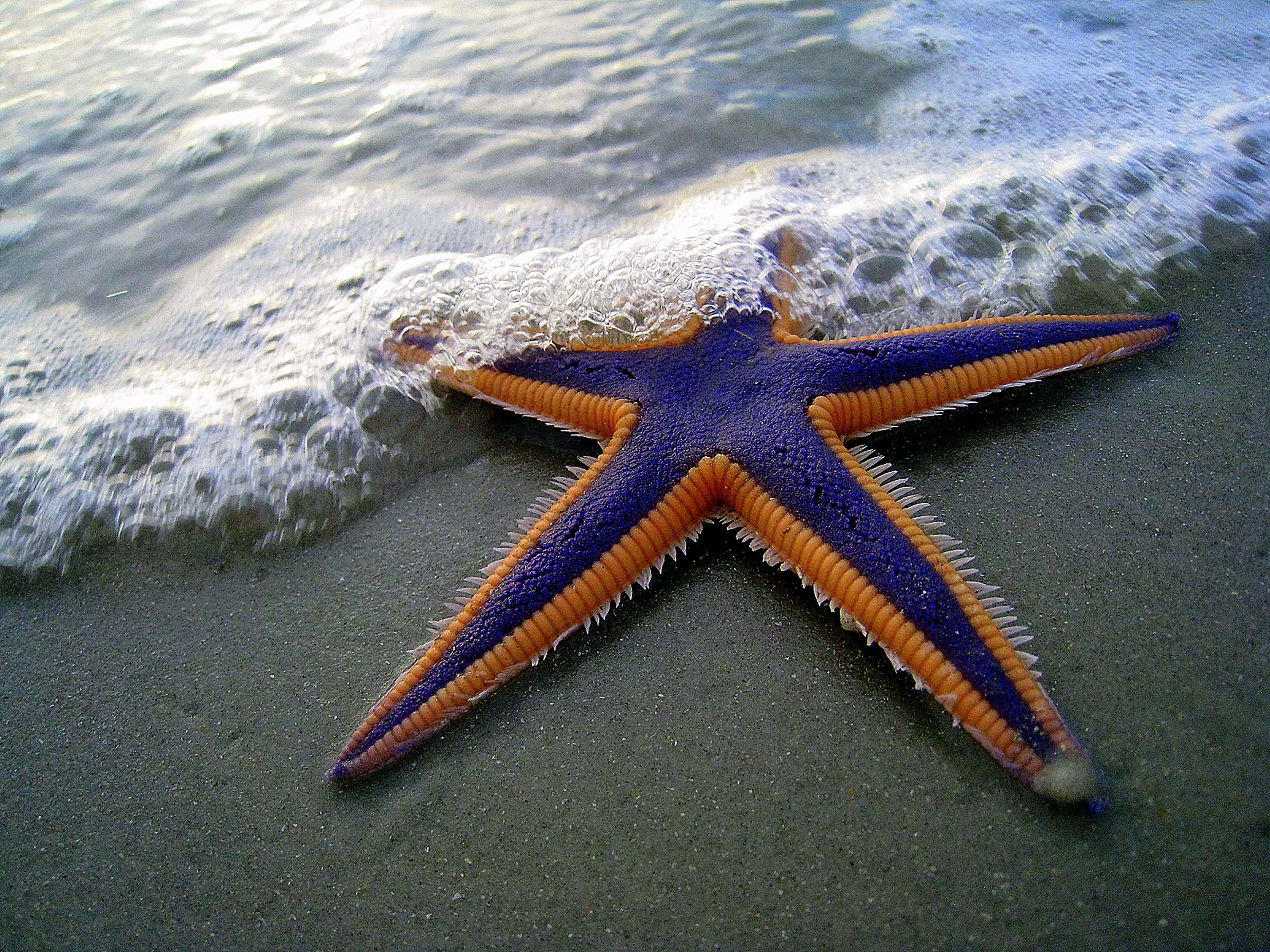 Star Fish Wallpapers