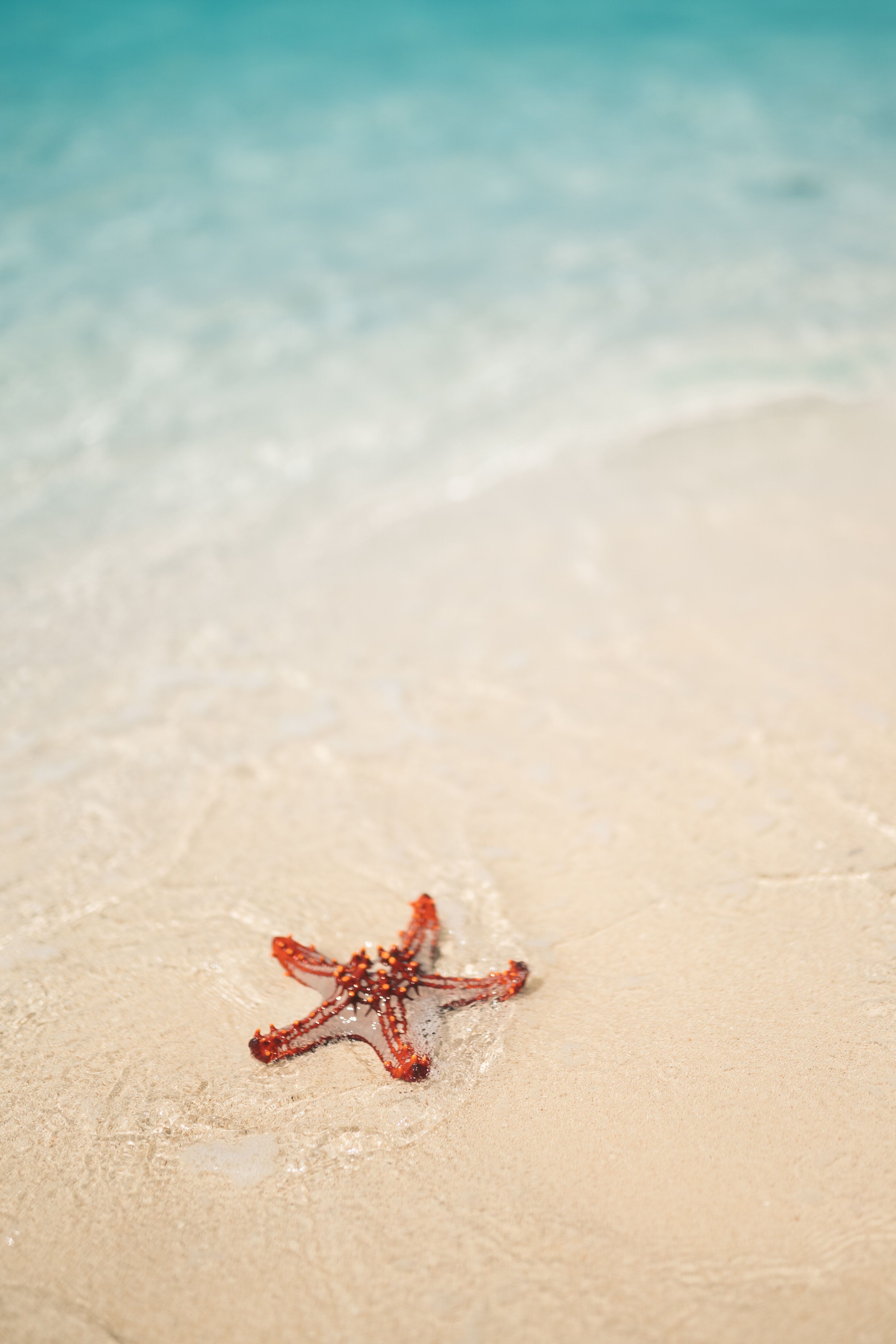 Star Fish Wallpapers