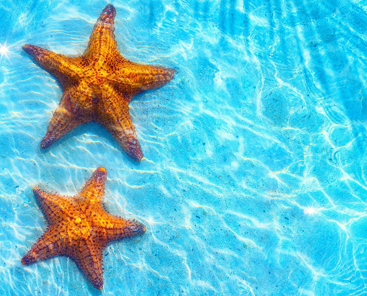 Star Fish Wallpapers