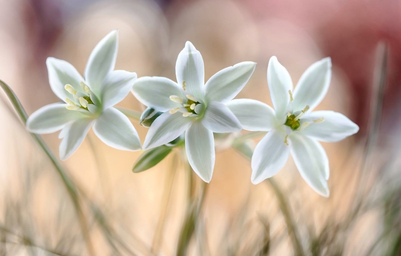 Star Of Bethlehem Wallpapers