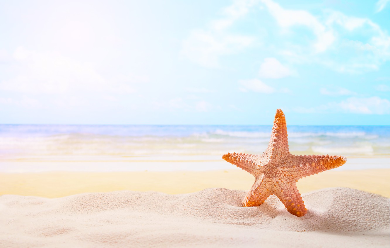 Starfish Wallpapers